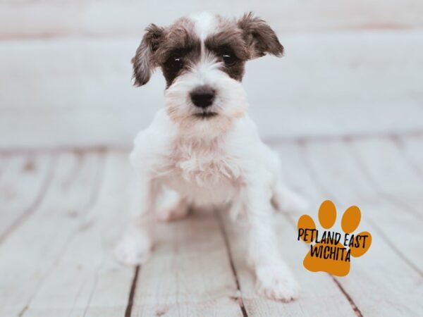 Miniature Schnauzer Dog Female Salt & Pepper Parti 17851 Petland Wichita, Kansas