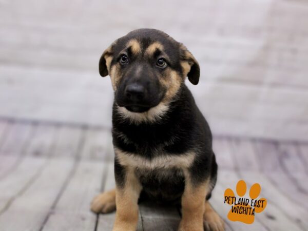 German Shepherd Dog Male Black & Tan 17871 Petland Wichita, Kansas