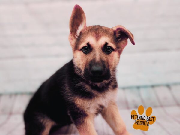 German Shepherd Dog Male Black & Tan 17870 Petland Wichita, Kansas