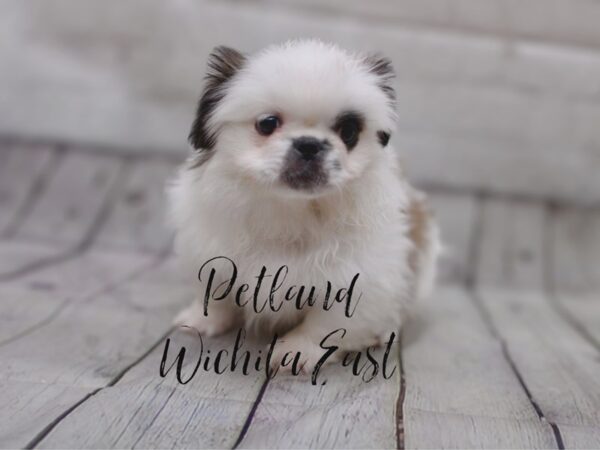 Pekingese Dog Male White & Sable 17869 Petland Wichita, Kansas