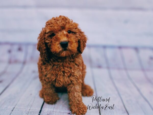 Cockapoo Dog Male Red 17868 Petland Wichita, Kansas