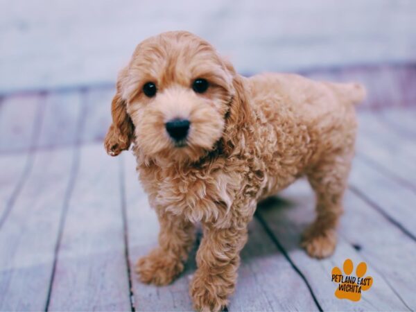 Cockapoo Dog Female Apricot 17867 Petland Wichita, Kansas