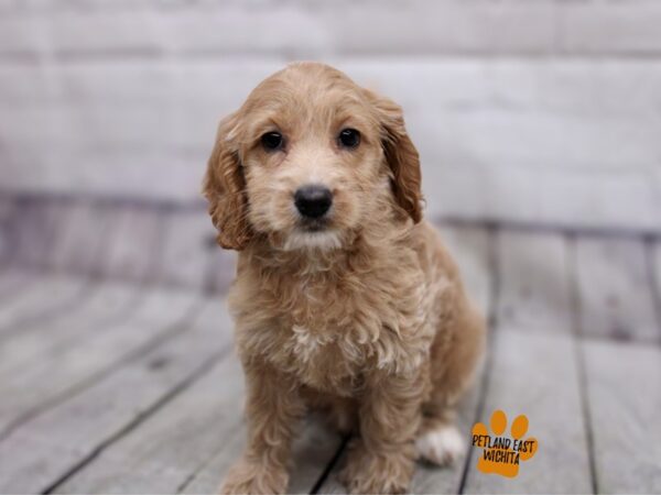 Cockapoo Dog Female Apricot 17866 Petland Wichita, Kansas