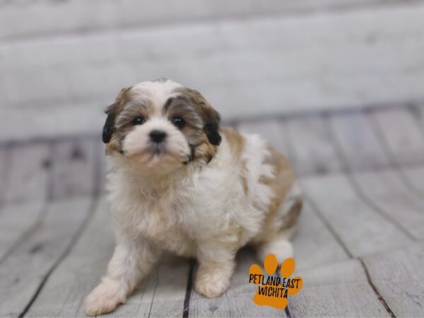 Teddy Bear Dog Female Sable & White 17865 Petland Wichita, Kansas