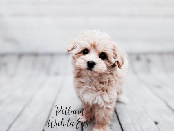 Maltipoo Dog Female Cream & White 17863 Petland Wichita, Kansas