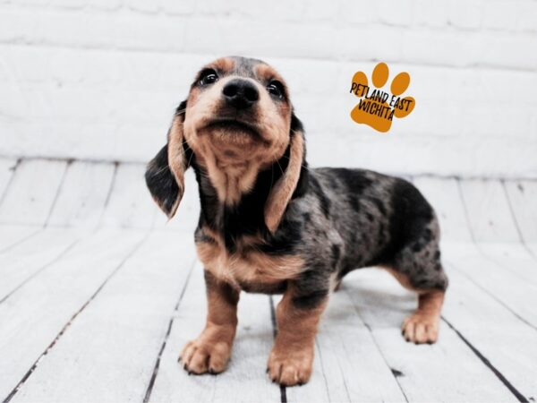 Miniature Dachshund-Dog-Male-Silver Dapple-17861-Petland Wichita, Kansas