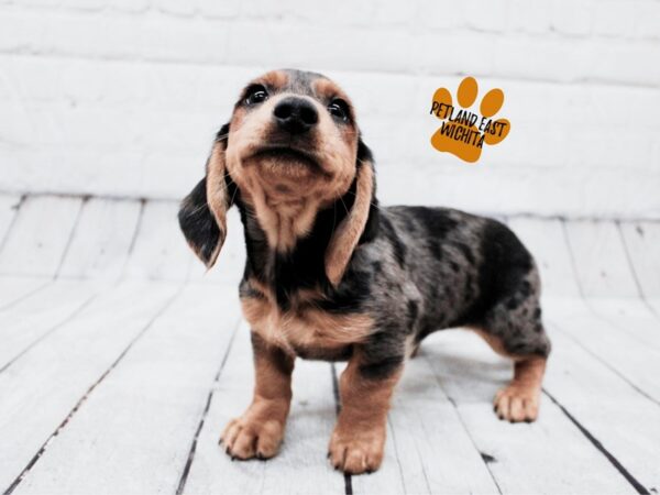 Miniature Dachshund Dog Male Silver Dapple 17861 Petland Wichita, Kansas