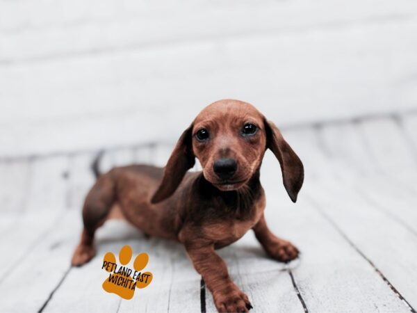 Miniature Dachshund Dog Male Red Sable 17860 Petland Wichita, Kansas