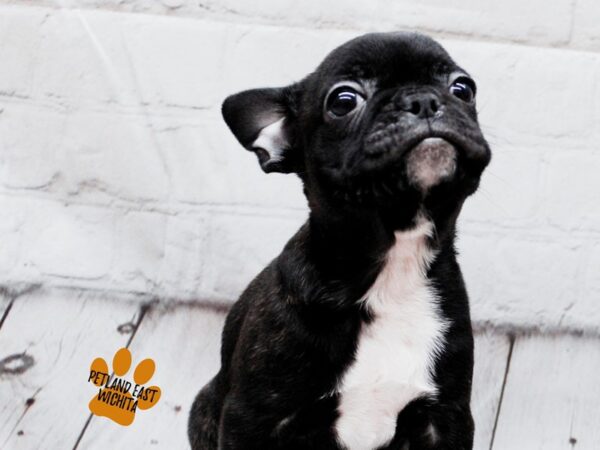 Frenchton-Dog-Female-Brindle-17864-Petland Wichita, Kansas