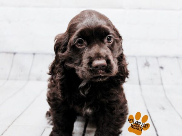 Cocker Spaniel Dog Female Chocolate 17862 Petland Wichita, Kansas