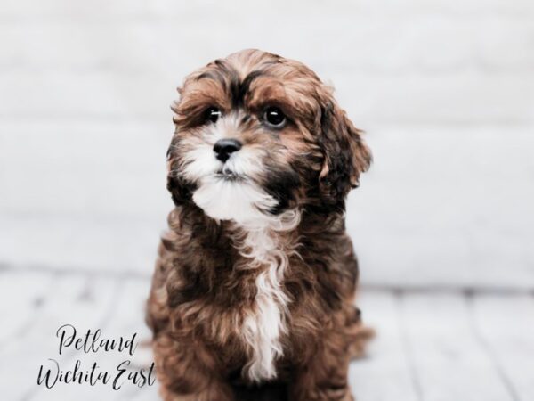 Lhasa Poo-Dog-Male-Sable-17892-Petland Wichita, Kansas