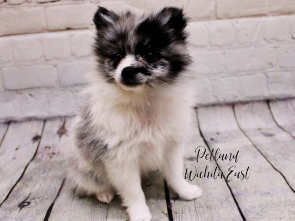 Pomeranian Dog Female Blue Merle 17889 Petland Wichita, Kansas