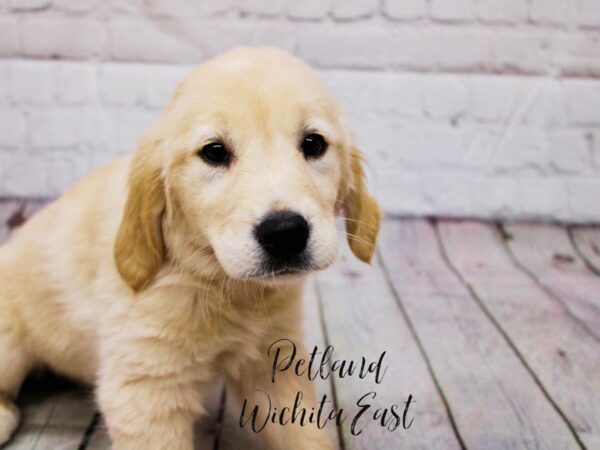 Golden Retriever Dog Female Gold 17888 Petland Wichita, Kansas