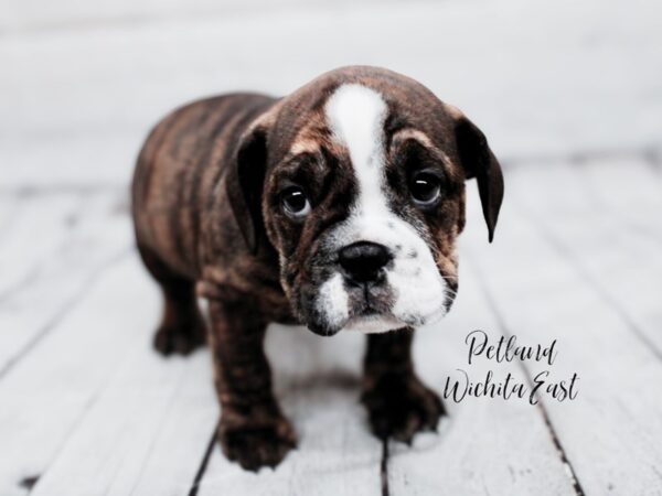 English Bulldog Dog Male Brindle 17882 Petland Wichita, Kansas