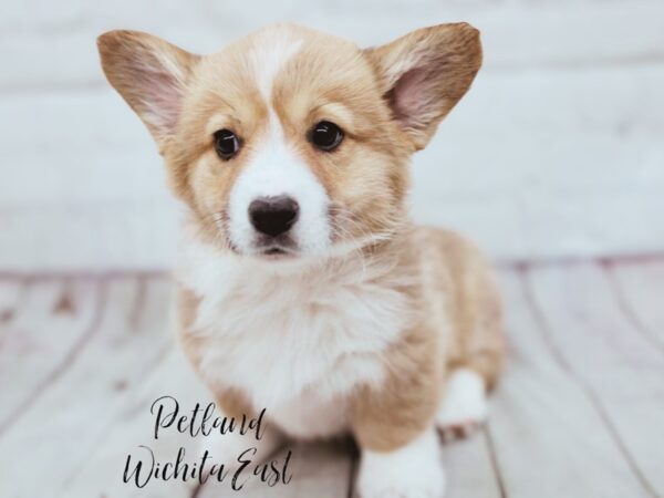 Pembroke Welsh Corgi Dog Male Red & White 17885 Petland Wichita, Kansas