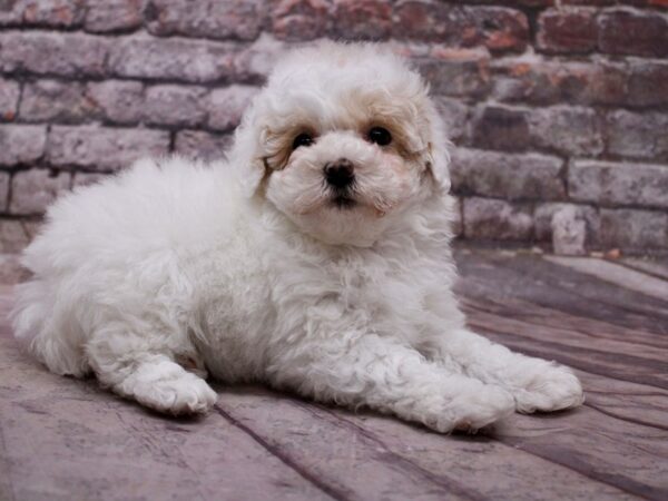 Miniature Poodle Dog Male White & Tan 17820 Petland Wichita, Kansas