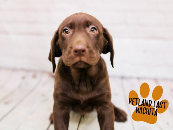 Labrador Retriever Dog Male Chocolate 17857 Petland Wichita, Kansas