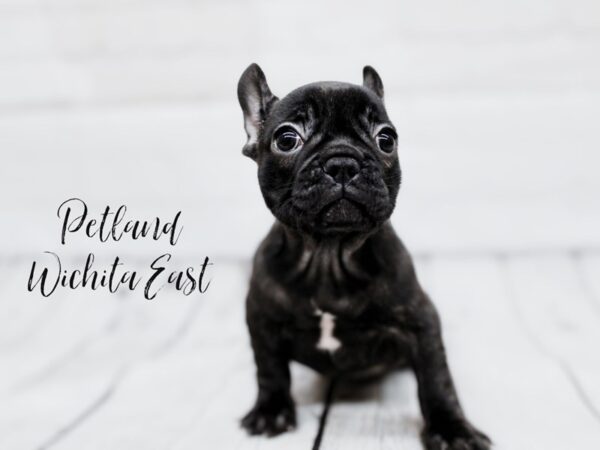 French Bulldog Dog Female Brindle 17847 Petland Wichita, Kansas