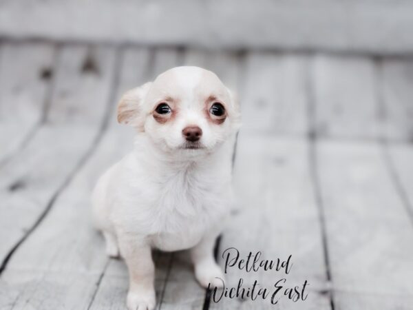 Chihuahua Dog Female Tan & White 17873 Petland Wichita, Kansas