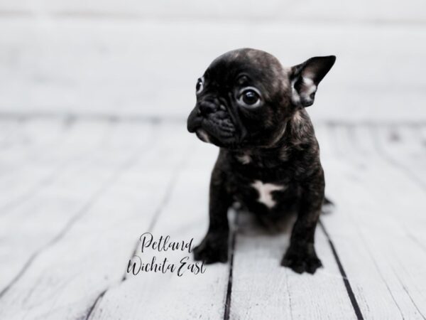 Frenchton Dog Male Brindle & White 17896 Petland Wichita, Kansas