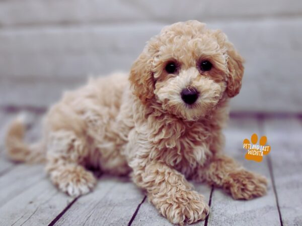 Bichapoo-Dog-Male-Cream-17894-Petland Wichita, Kansas