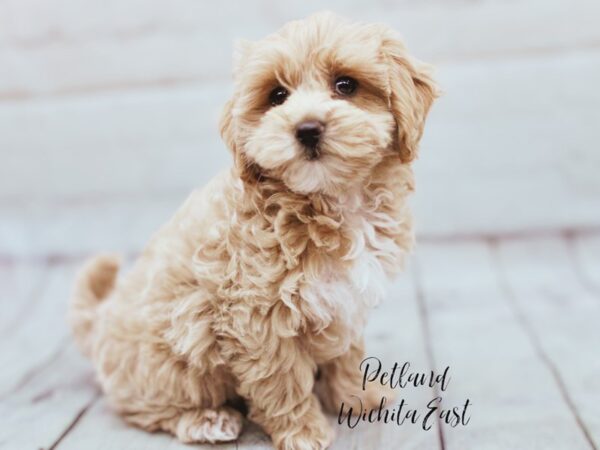 [#17893] Cream & White Male Maltipoo Puppies For Sale