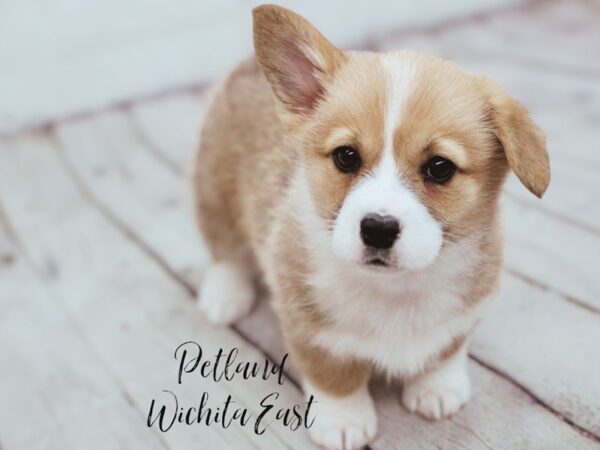 Pembroke Welsh Corgi-Dog-Female-Red & White-17886-Petland Wichita, Kansas