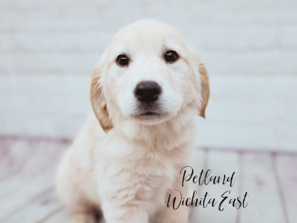 Golden Retriever-Dog-Male-Gold-17887-Petland Wichita, Kansas