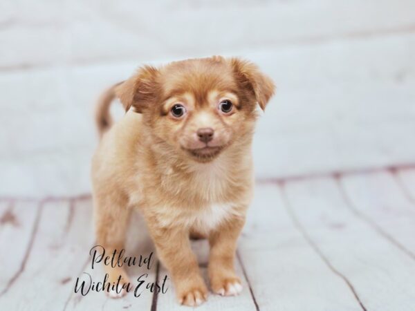 [#17883] Chocolate Fawn Male Chihuahua Puppies For Sale