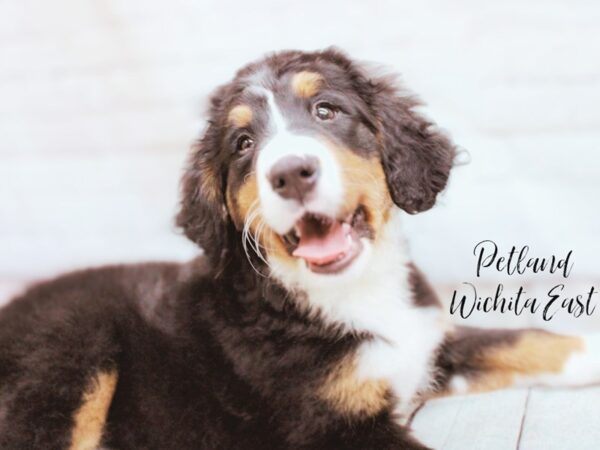 [#17879] Black Rust / White Female Bernese Mountain Dog Puppies For Sale