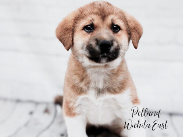 Akita Dog Female Brown & White 17878 Petland Wichita, Kansas