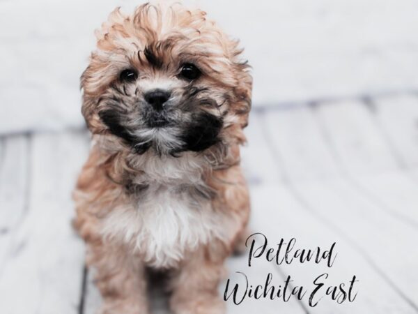 Teddy Bear Dog Male Brown 17876 Petland Wichita, Kansas