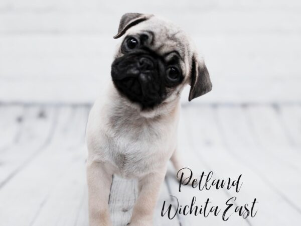 Pug Dog Male Fawn 17874 Petland Wichita, Kansas