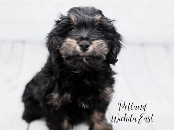 Mini Aussiedoodle Dog Female Black & Rust 17925 Petland Wichita, Kansas