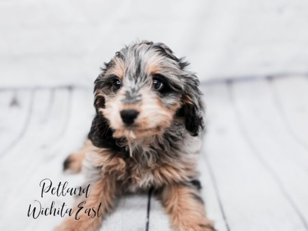 [#17924] Blue Merle Female Mini Aussiedoodle Puppies For Sale
