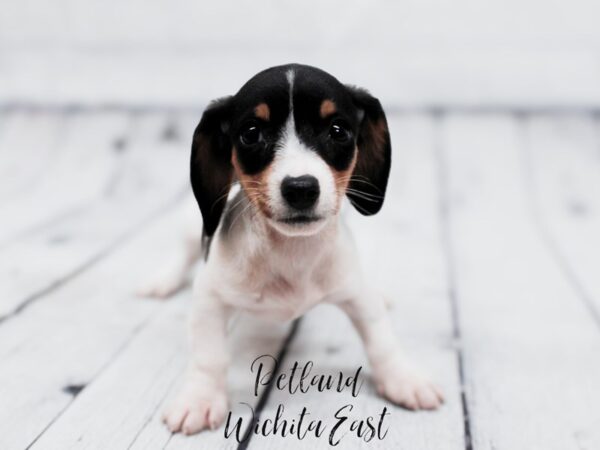 Mini Dachshund Dog Female Tri Piebald 17923 Petland Wichita, Kansas