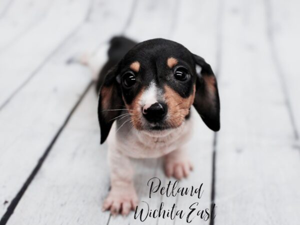 Mini Dachshund Dog Male Tri Piebald 17922 Petland Wichita, Kansas