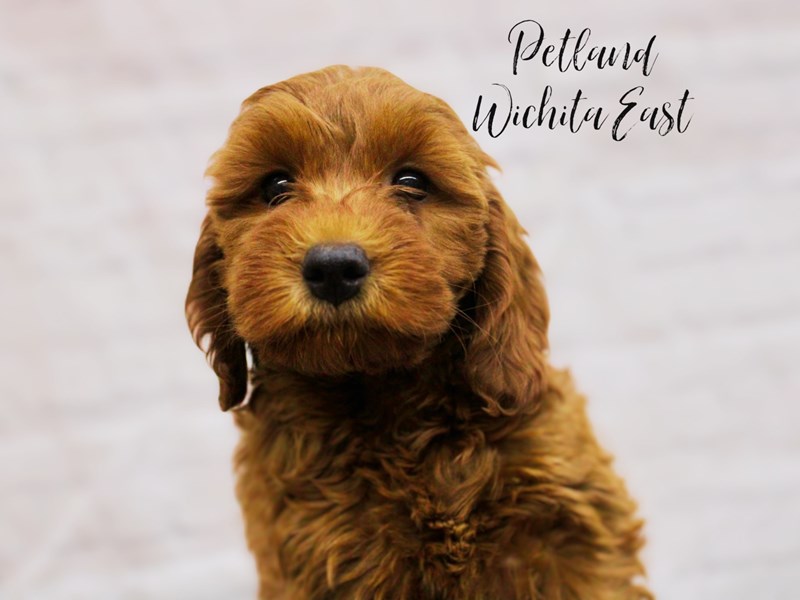 F1 B Mini Goldendoodle - 17921 Image #1