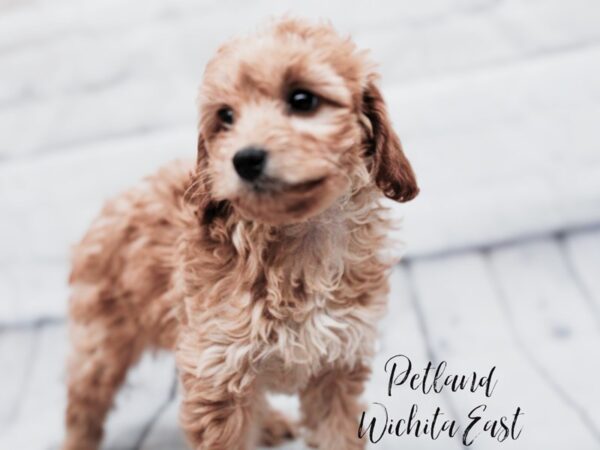 [#17920] Champagne Female F1 B Mini Goldendoodle Puppies For Sale