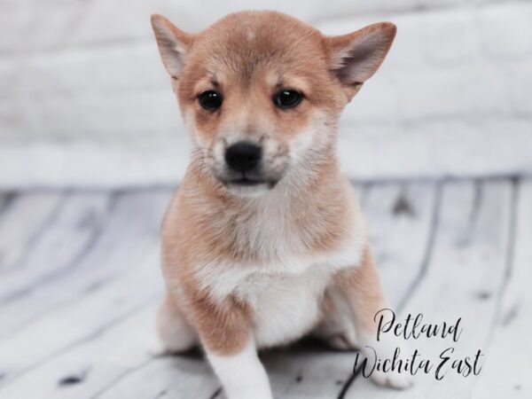 Shiba Inu Dog Female Red Sesame 17899 Petland Wichita, Kansas