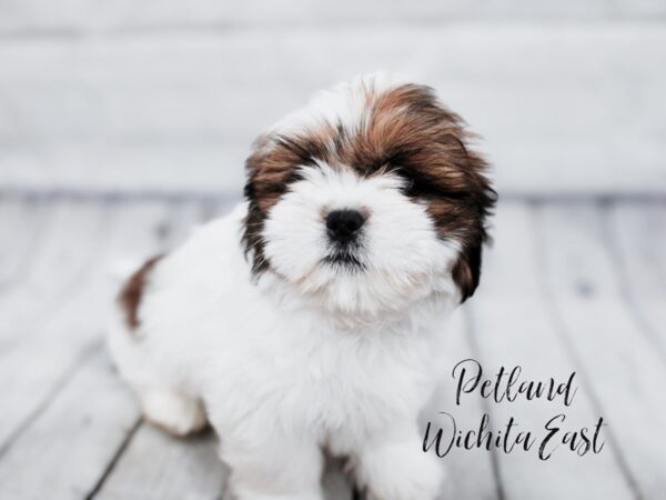 Lhasa Apso Dog Male Red Gold 17918 Petland Wichita, Kansas