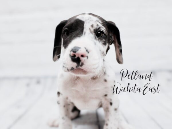 [#17916] Harlequin Female Great Dane Puppies For Sale