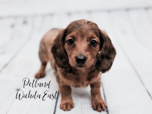 Miniature Dachshund-Dog-Female-Wild Boar-17915-Petland Wichita, Kansas