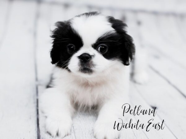 Pekingese-Dog-Male-Black & White-17913-Petland Wichita, Kansas