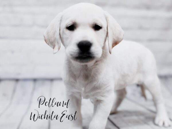 Labrador Retriever Dog Female Cream 17912 Petland Wichita, Kansas