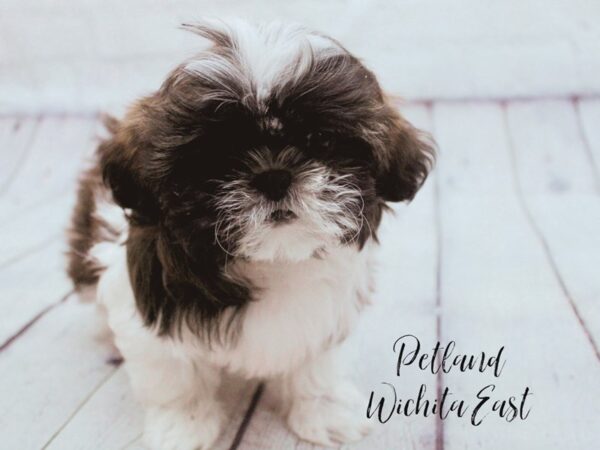 Shih Tzu-Dog-Female-Tri-Colored-17908-Petland Wichita, Kansas