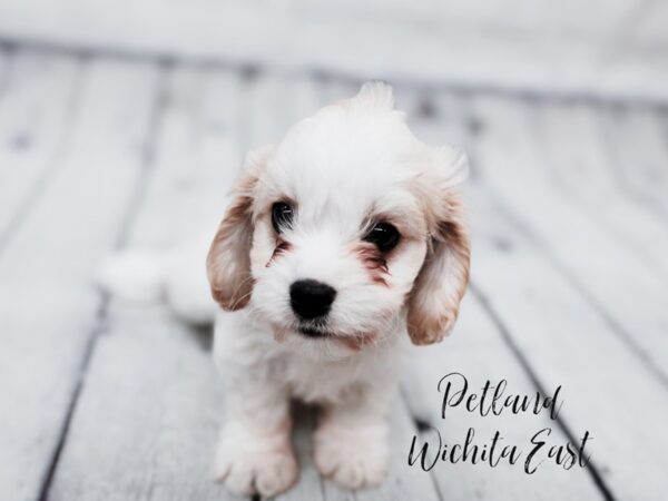 [#17905] Cream Female Cavachon Puppies For Sale