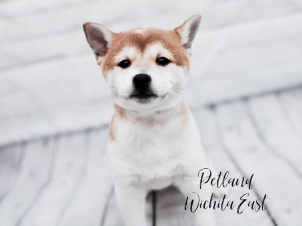 Shiba Inu Dog Male Red Sesame 17900 Petland Wichita, Kansas