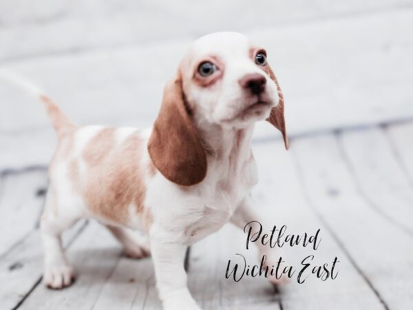 Beagle-Dog-Female-Lemon / White-17903-Petland Wichita, Kansas