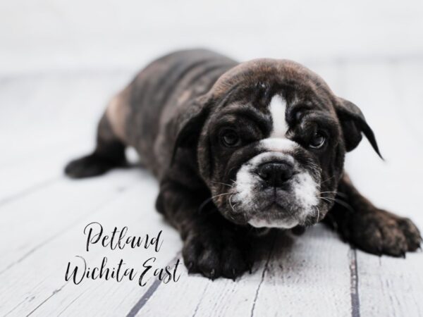 English Bulldog Dog Female Brindle 17904 Petland Wichita, Kansas